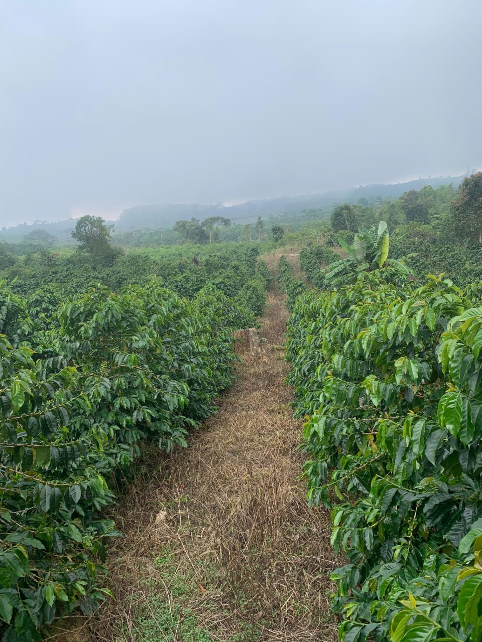 perkebunan kopi warga Bintang Bener